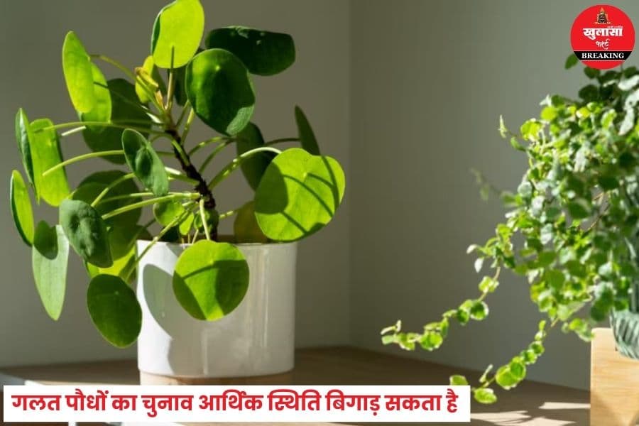 हर सुंदर दिखने वाला पौधा घर के लिए शुभ नहीं होता
