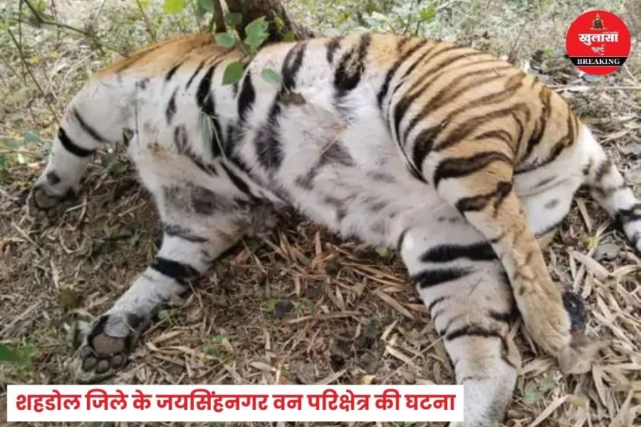 किस कारण अकाल मौत का शिकार हुए दो बाघ