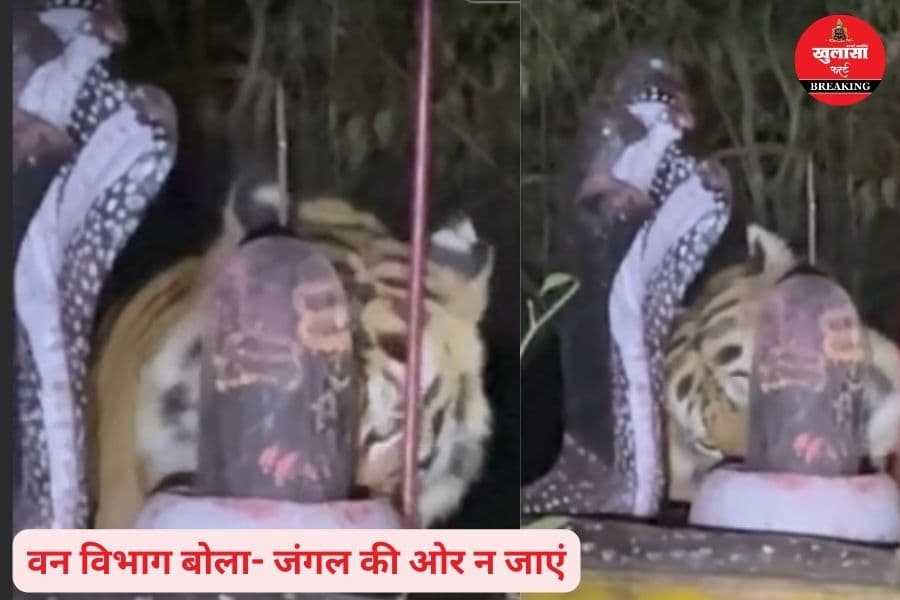 बाघ ने शिवलिंग पर क्या किया
