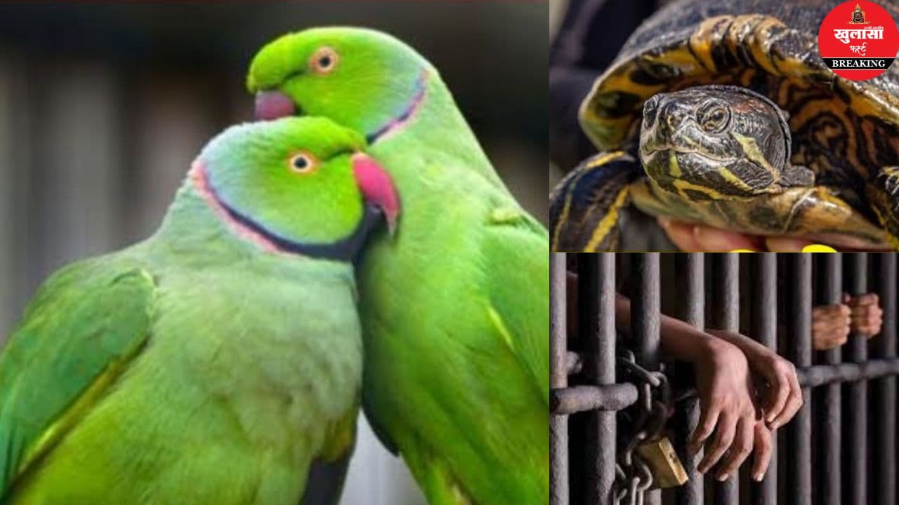 क्या आपने भी पाला है तोता अथवा कछुआ