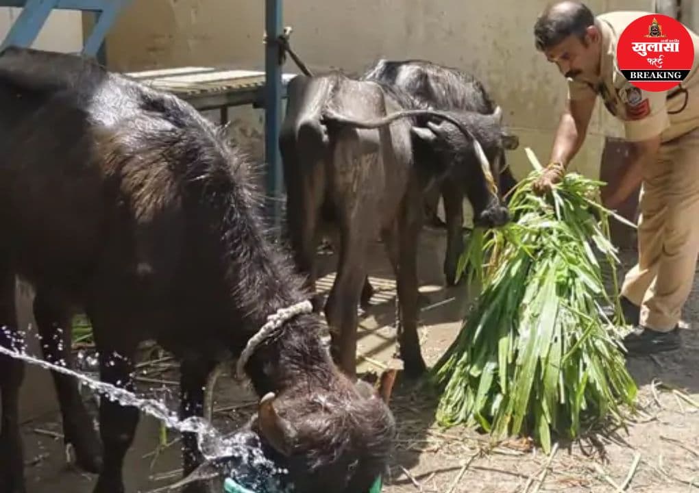 ज्योतिर्लिंग मंदिर के पास अवैध कत्लखाने का खुलासा