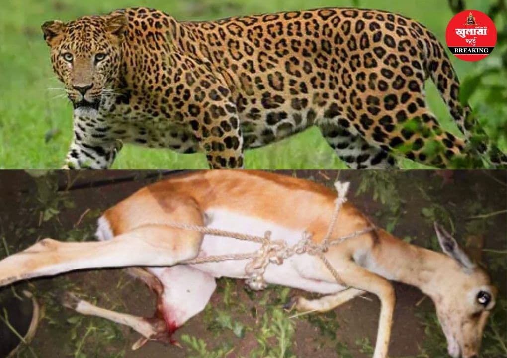गोशाला में घुसकर तेंदुए ने किया हमला