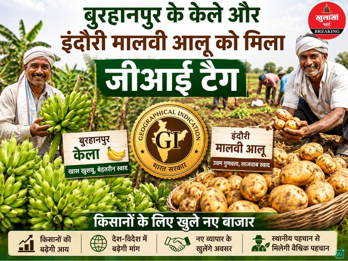 बुरहानपुर के केले और इंदौरी मालवी आलू को मिला जीआई टैग