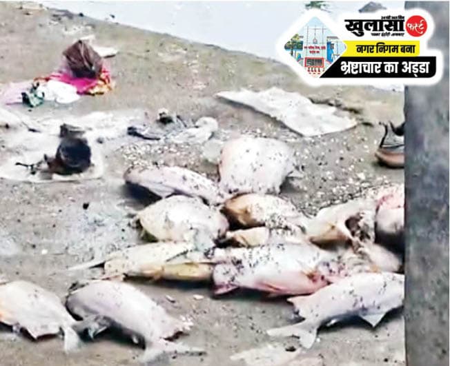 दूषित पानी से बिजासन तालाब में मछलियों की मौत