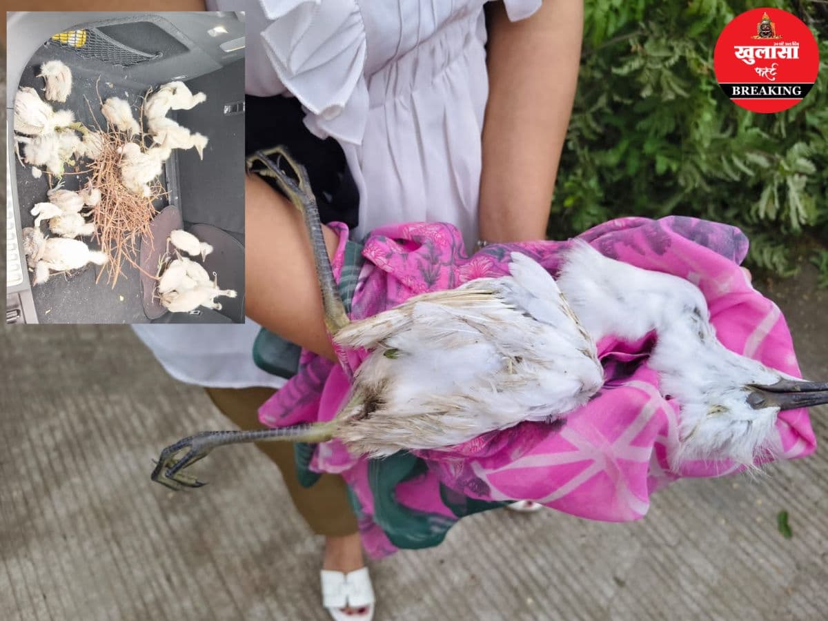 प्रजनन काल में बिजली विभाग की कार्रवाई पर सवाल