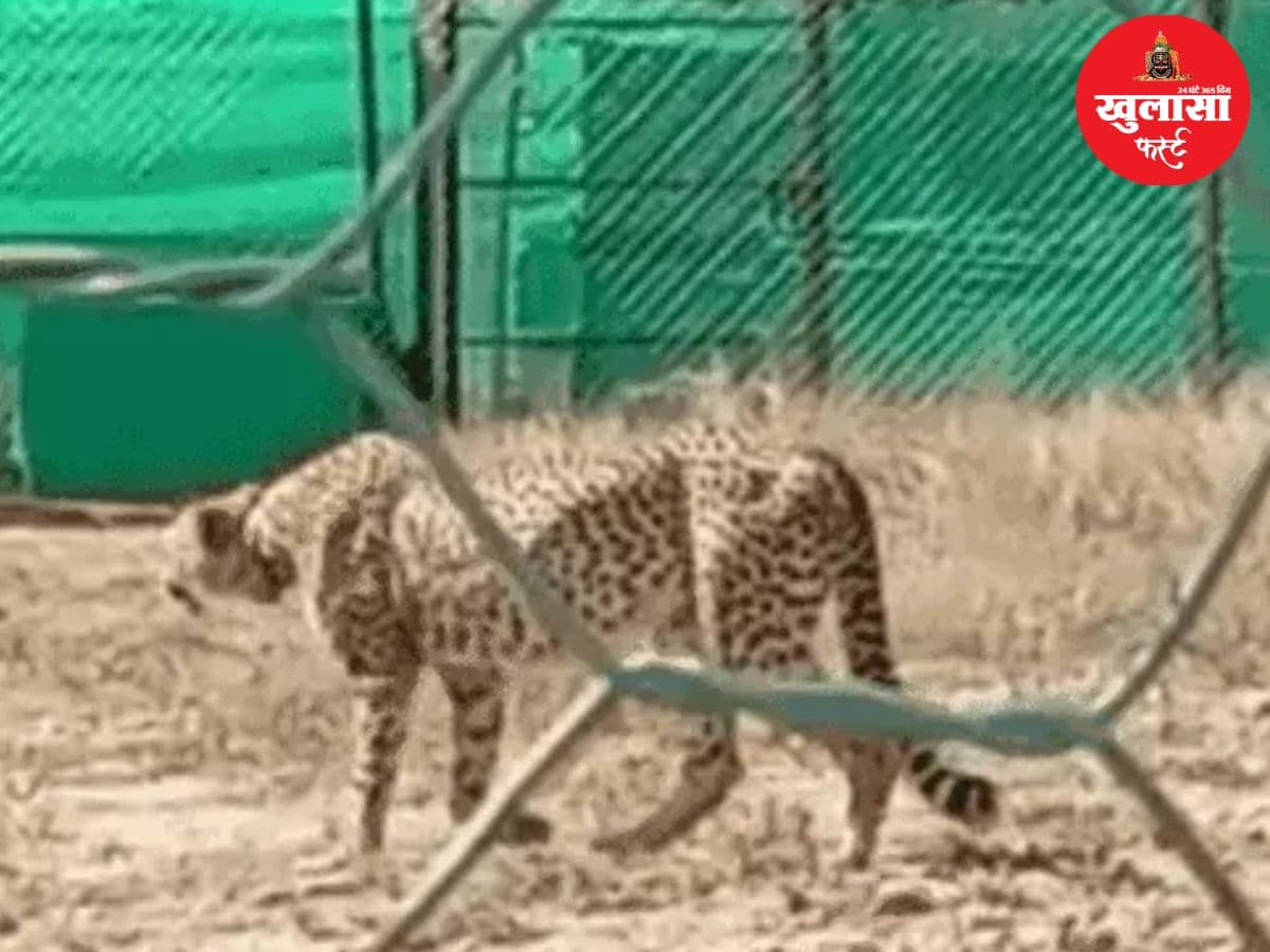 कूनो से निर्वा लापता