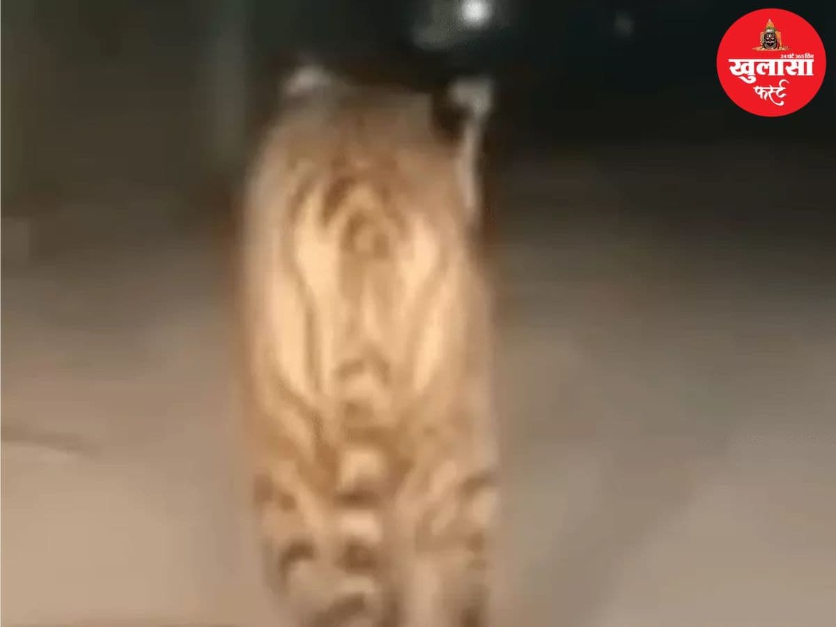हाईवे पर टहलता दिखा टाइगर