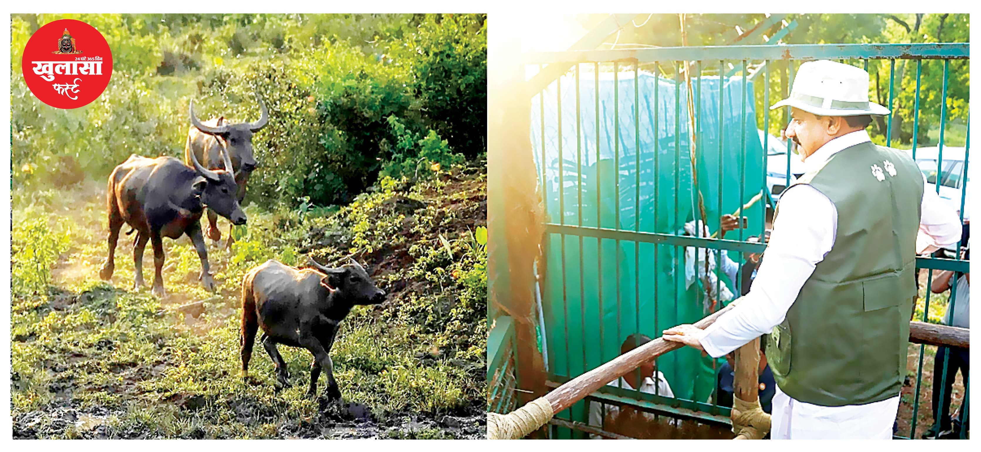 मुख्यमंत्री डॉ. मोहन यादव ने काजीरंगा से आए आठ भैंसों को बाड़े में छोड़ा