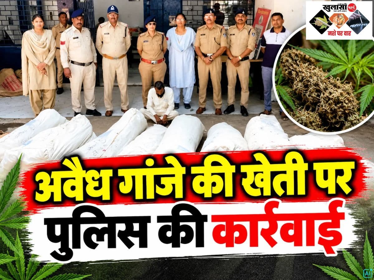 अवैध गांजे की खेती पर पुलिस की कार्रवाई