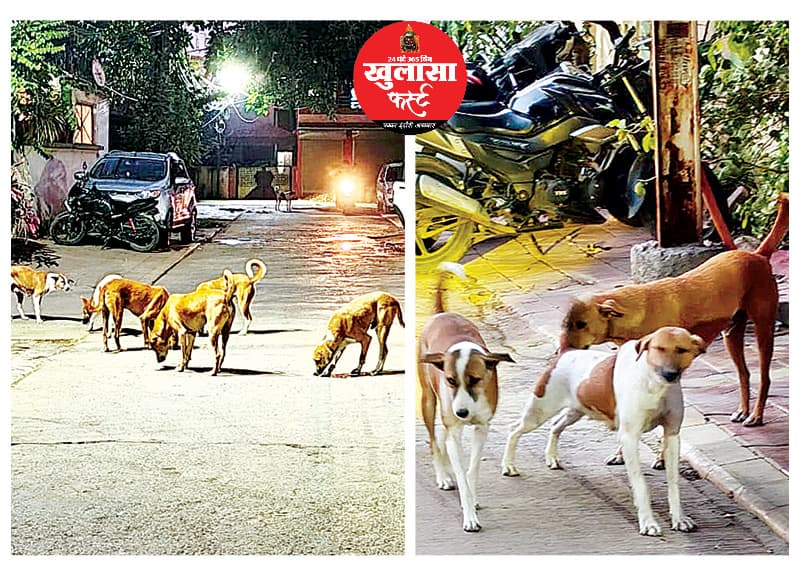 क्या आवारा श्वानों से बनेगी सबसे स्वच्छ शहर की पहचान