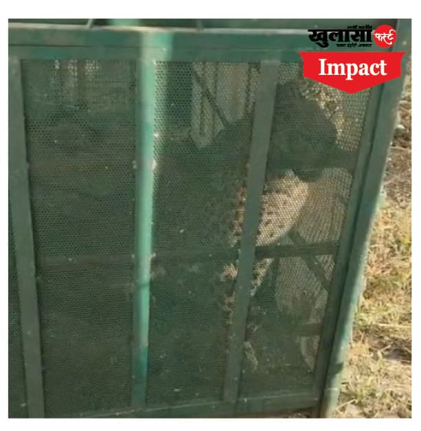 आखिर 7 दिन बाद पकड़ा गया तेंदुआ