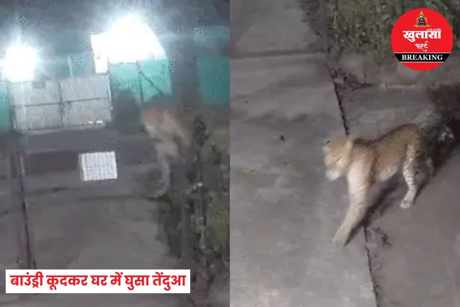 बाउंड्री कूदकर घर में घुसा तेंदुआ