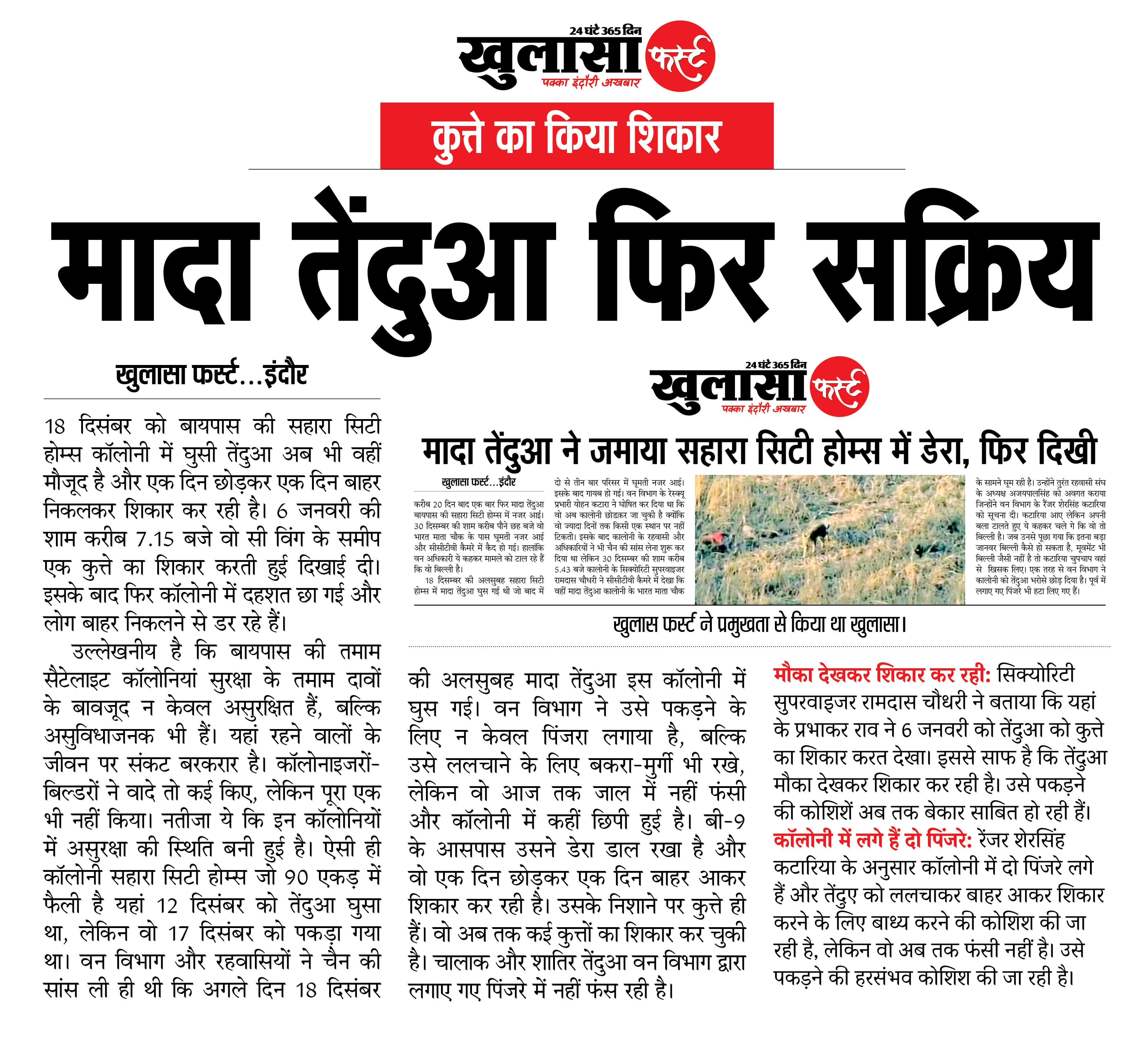 मादा तेंदुआ फिर सक्रिय