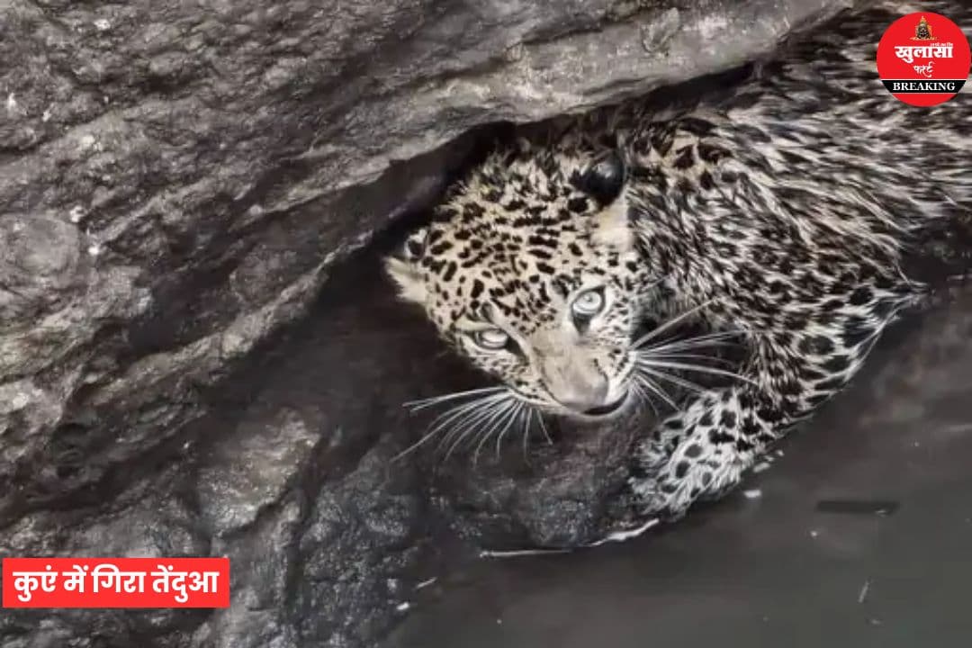 कुएं में गिरा तेंदुआ