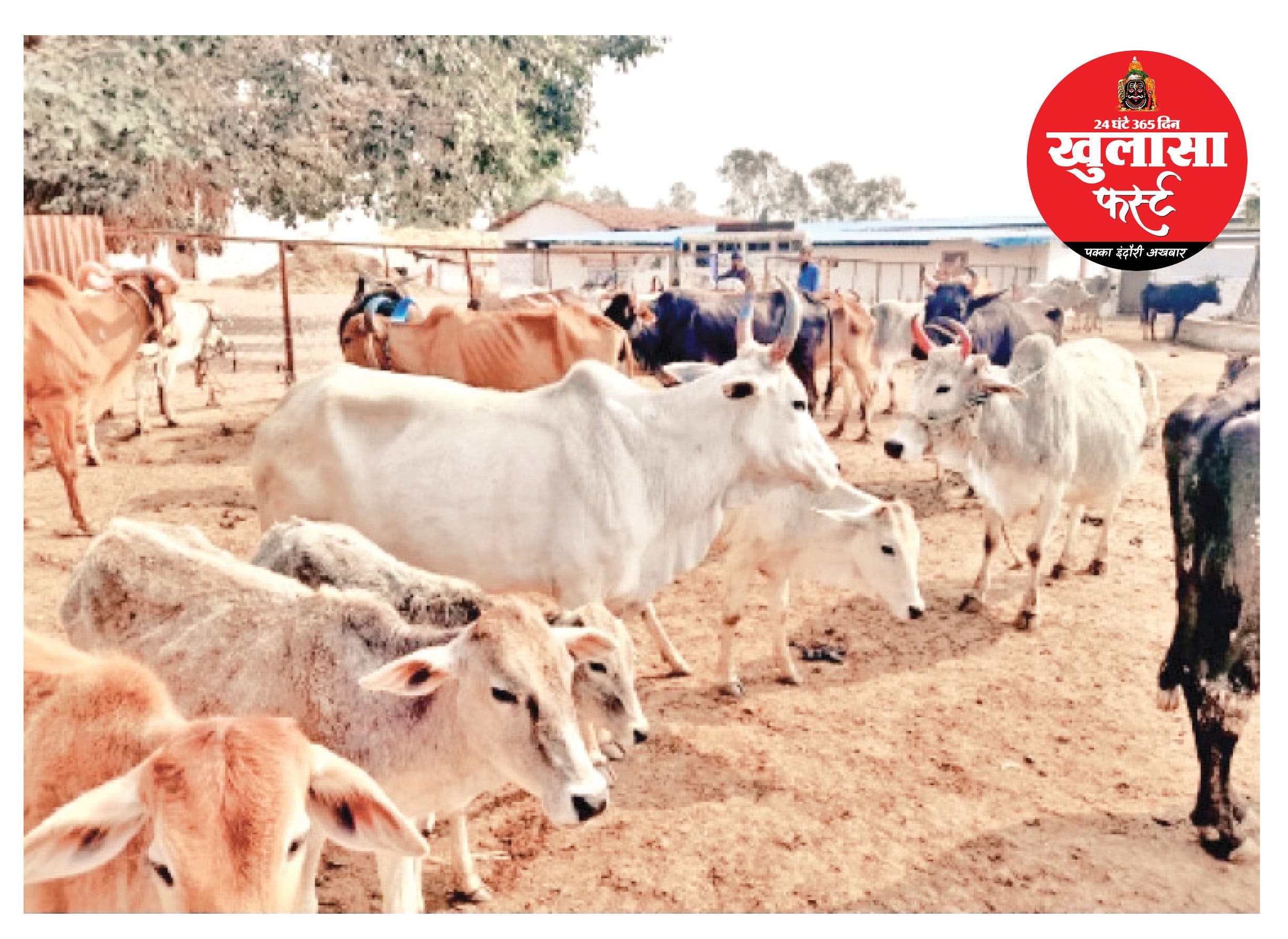 गोवंश की मौत का जिम्मेदार कौन