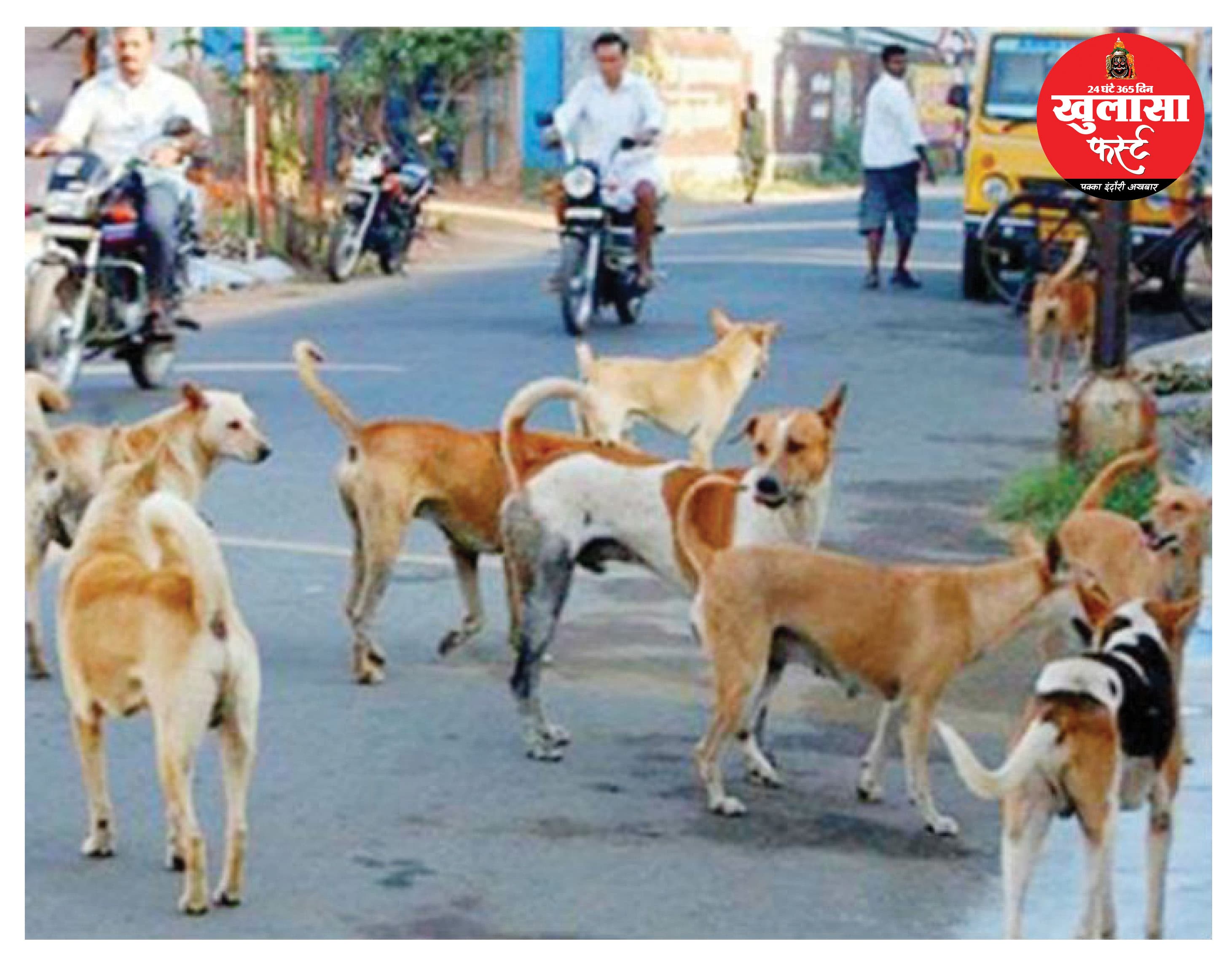 आवारा श्वान को भोजन कराने के 172 स्थान तय