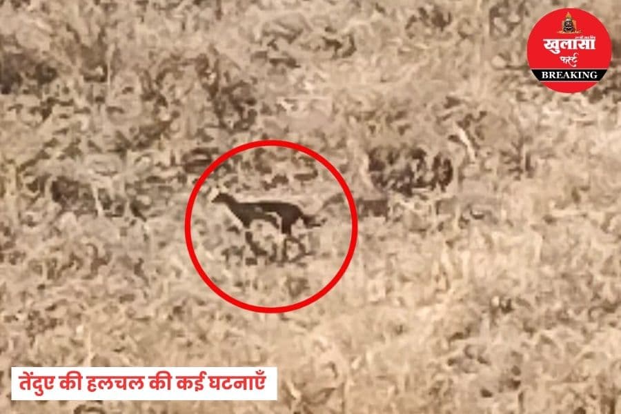 अब किस इलाके में फिर नजर आया तेंदुआ