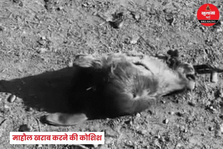 कहां मिला बछड़े का कटा सिर