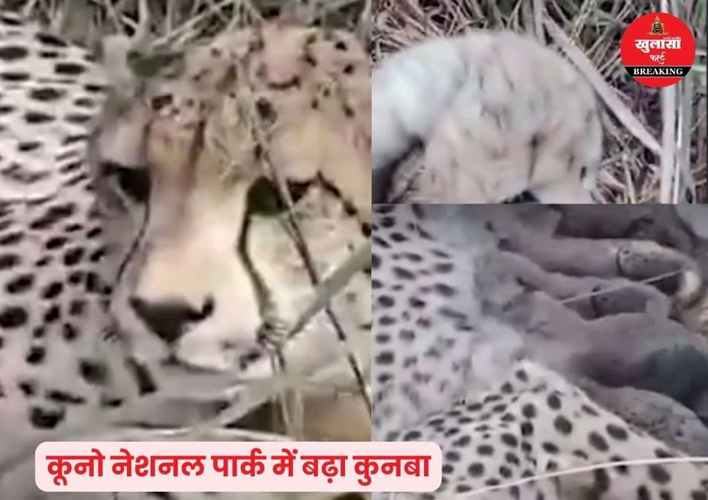 कूनो नेशनल पार्क में आई खुशखबरी