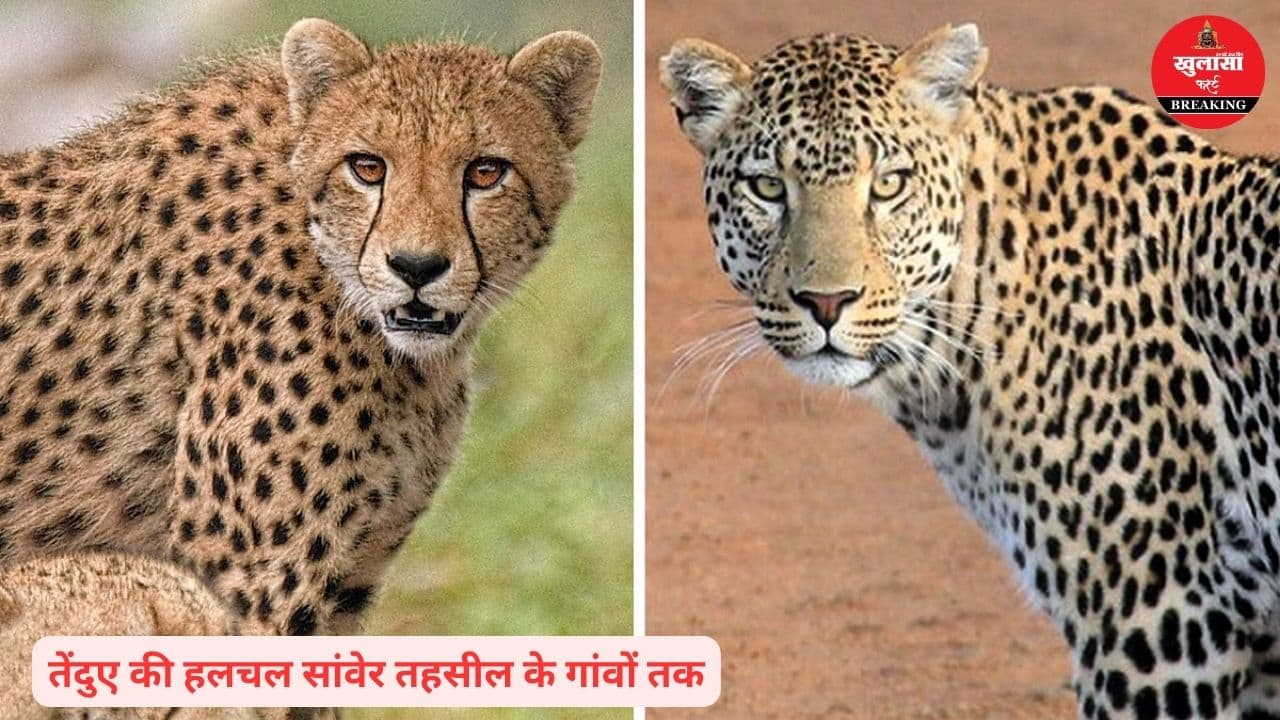 अब तेंदुए की दहशत इस तहसील के गांवों तक