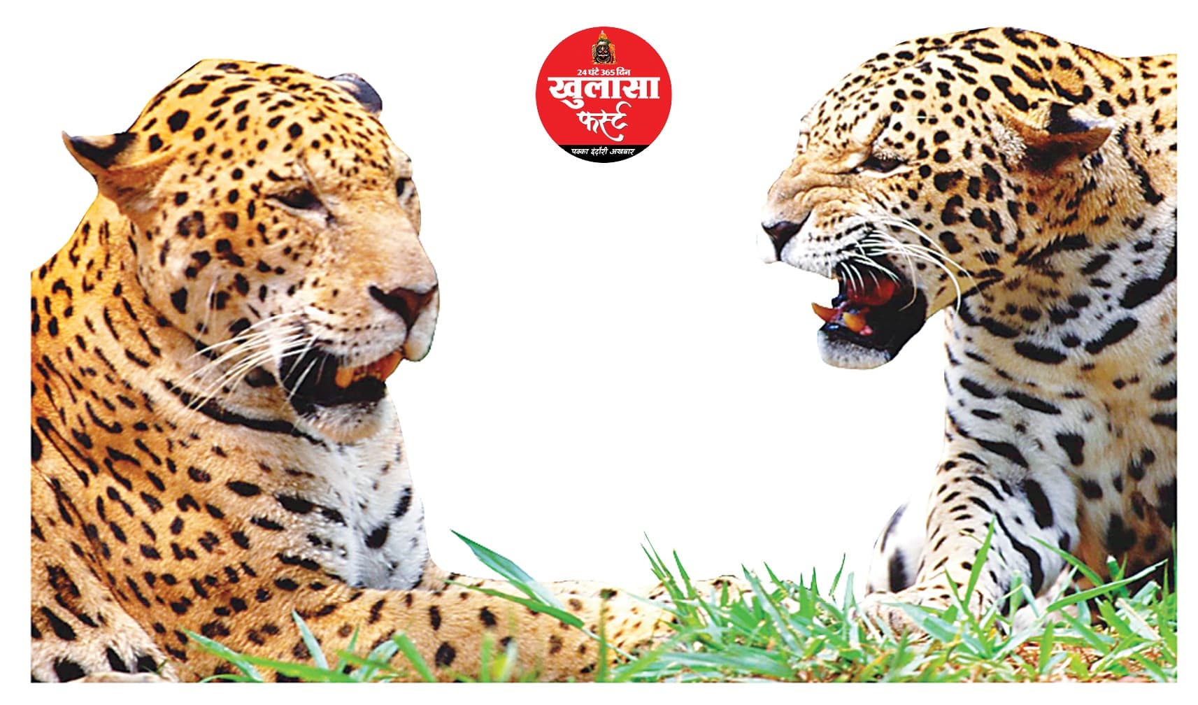 आपसी संघर्ष में मादा तेंदुए की मौत