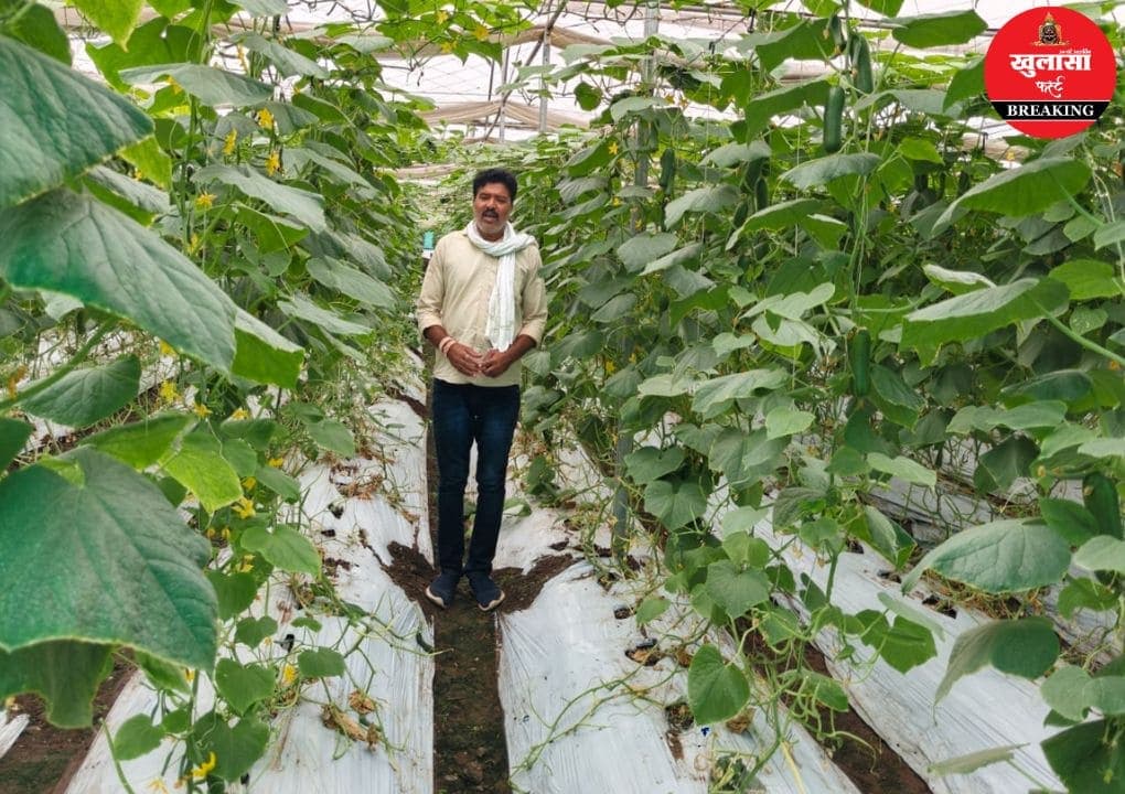 खीरे की खेती से 24 गुना कमाया मुनाफा