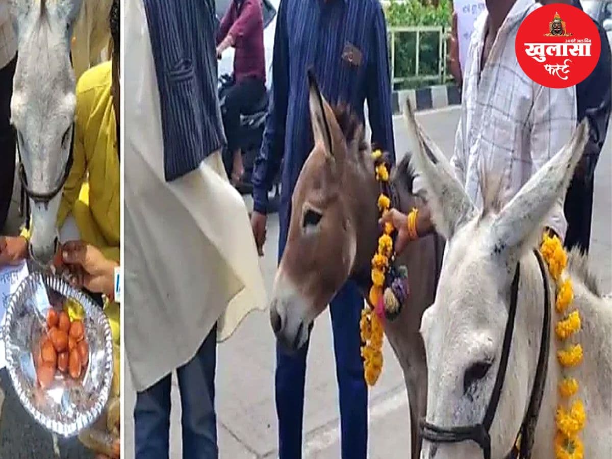 वीडियो देखिये, इंद्रदेव को मनाने के लिए गधों को खिलाए गुलाब जामुन