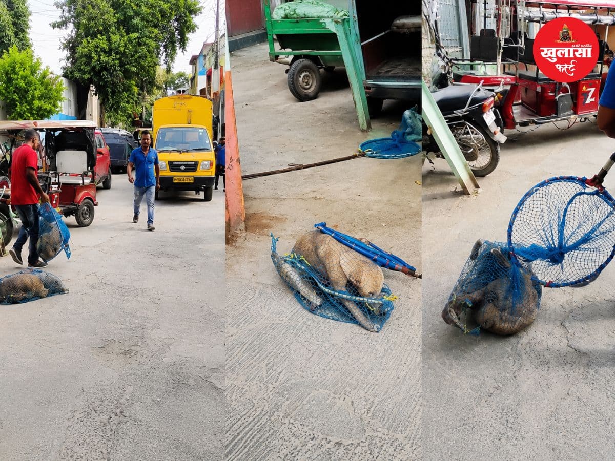 कुत्तों के आतंक से सहमा क्षेत्र