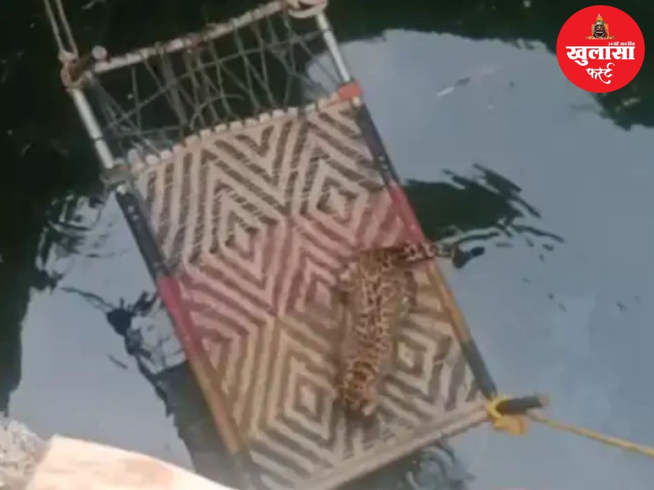 कुएं में गिरा तेंदुआ