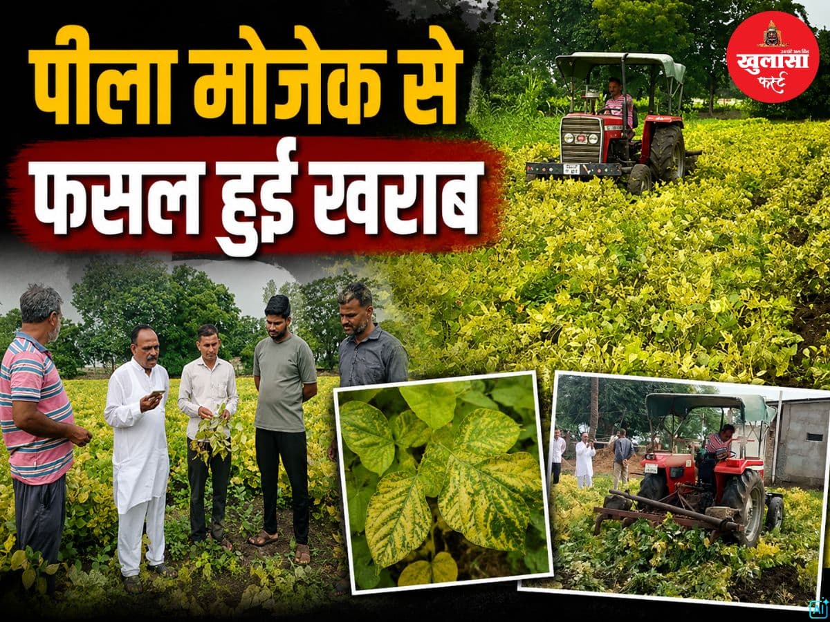 पीला मोजेक से फसल हुई खराब