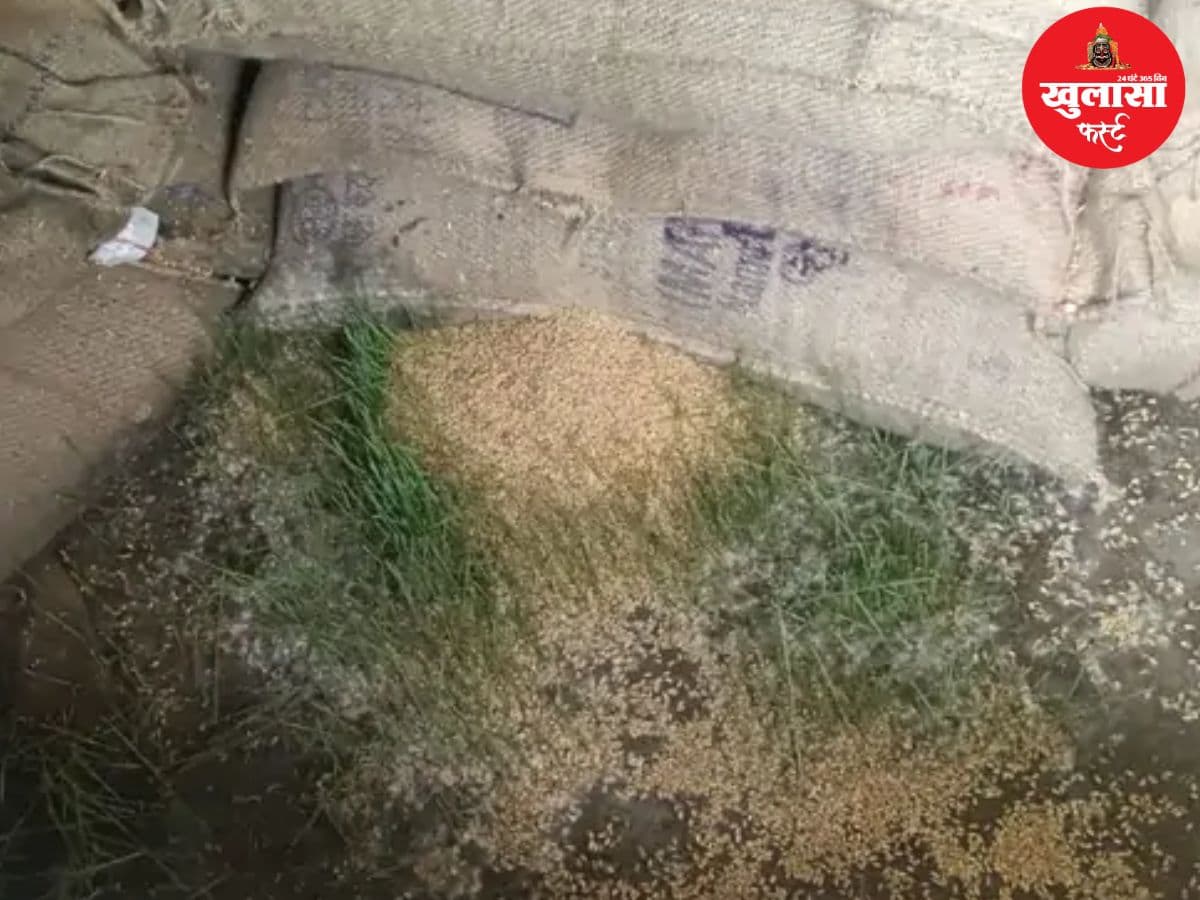 बोरियों में ही उग आया गेहूं