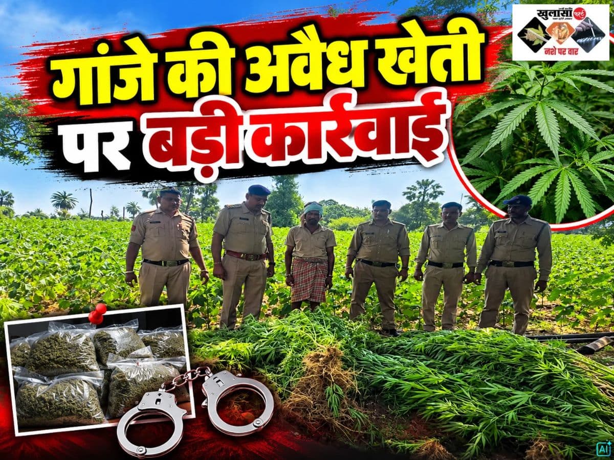 गांजे की अवैध खेती पर बड़ी कार्रवाई