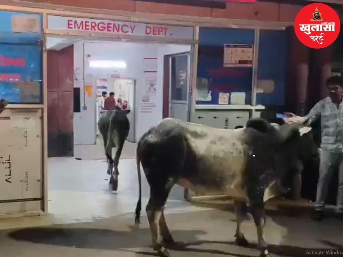 वीडियो देखिये, जिला अस्पताल के इमरजेंसी वार्ड में घुसे दो आवारा सांड