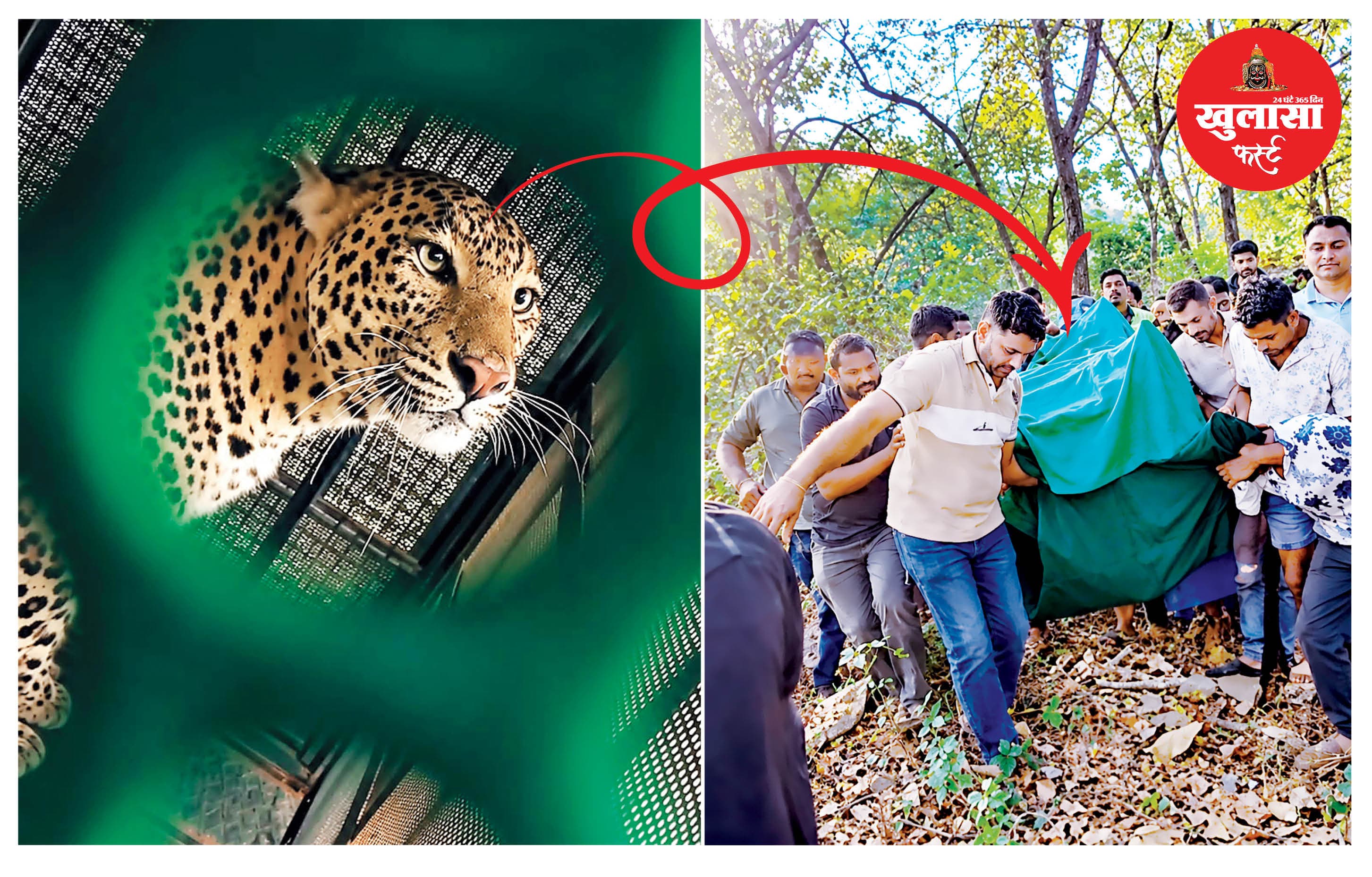 क्रीसेंट वाटर पार्क के पास पिंजरे में कैद हुआ तेंदुआ
