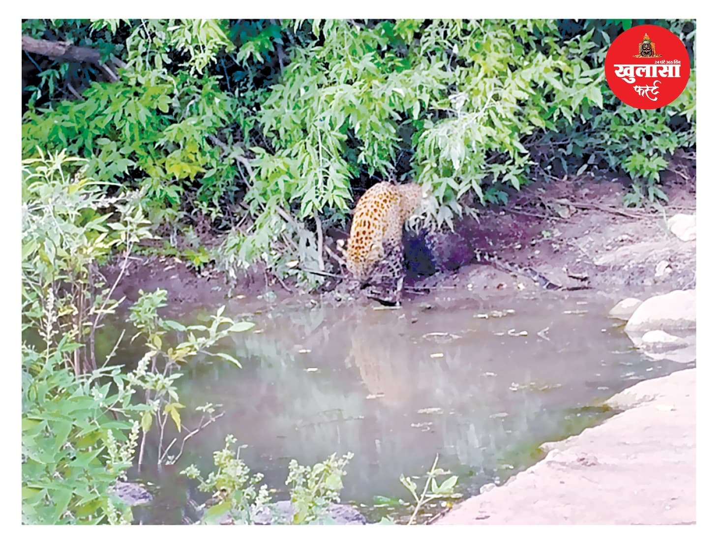 तालाब किनारे बैठा मिला बीमार तेंदुआ