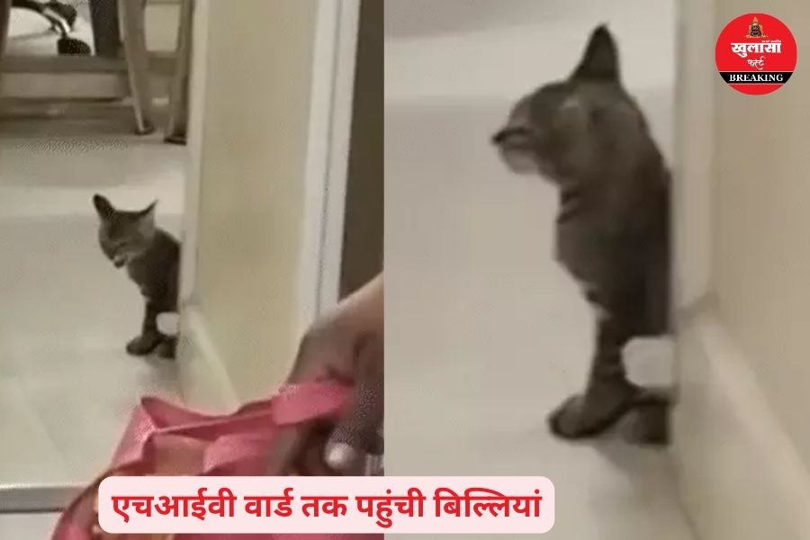 प्रदेश के किस सबसे बड़े सरकारी अस्पताल में चूहों के बाद अब बिल्लियां