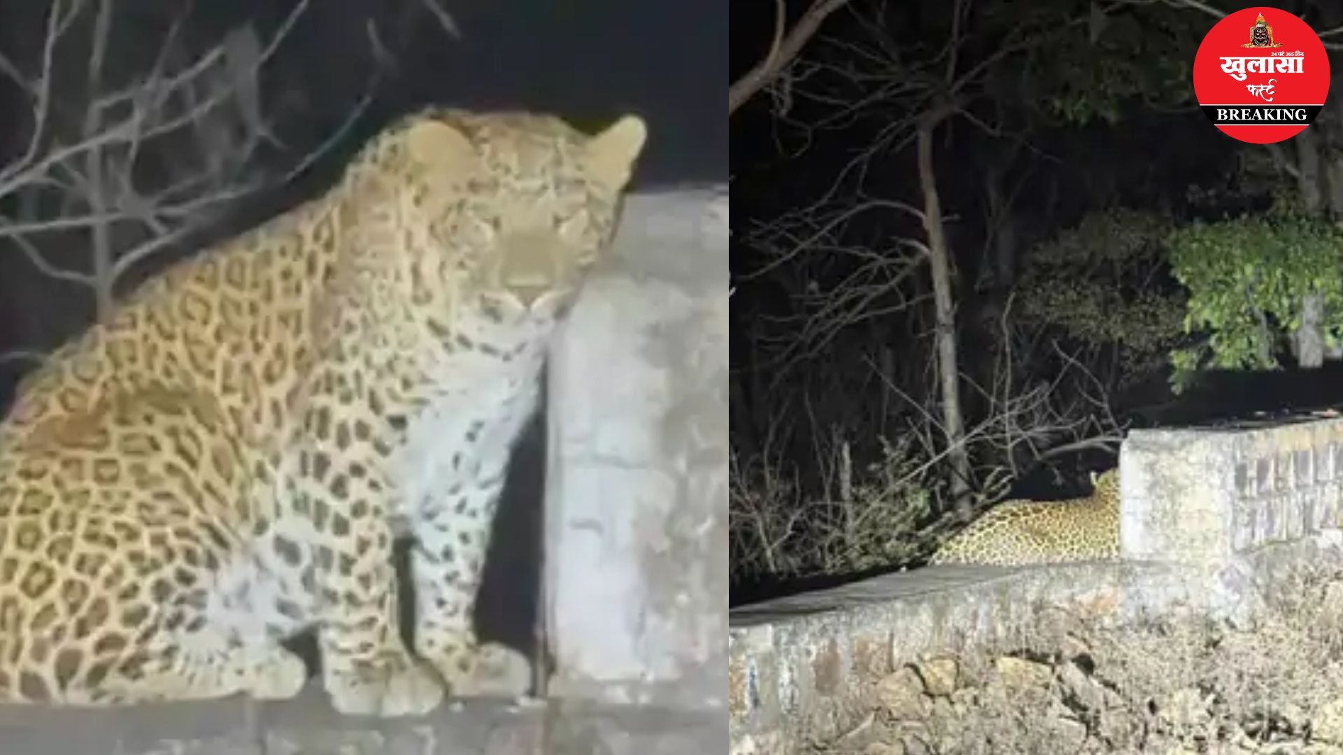 कहां नजर आया तेंदुआ