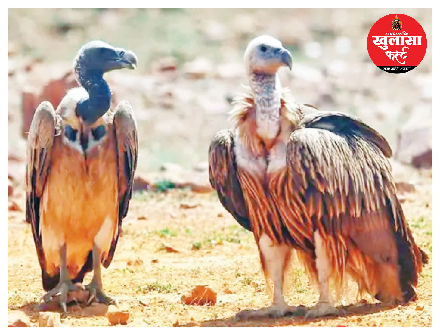 प्रदेश में गिद्धों की संख्या 14 हजार पार