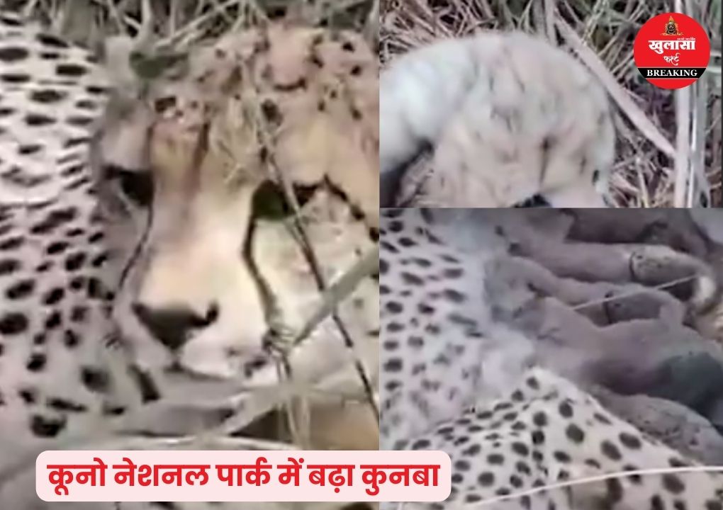 कूनो नेशनल पार्क में आई खुशखबरी