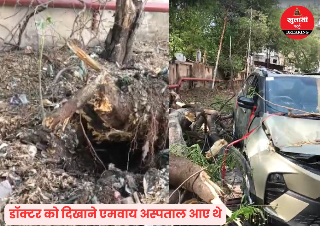 एमवाय अस्पताल परिसर में चलती कार पर गिरा जर्जर पेड़