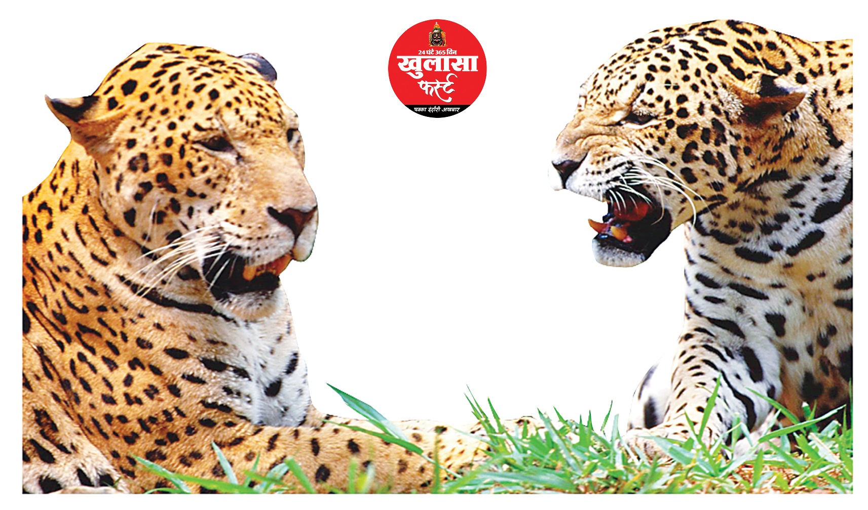 आपसी संघर्ष में मादा तेंदुए की मौत