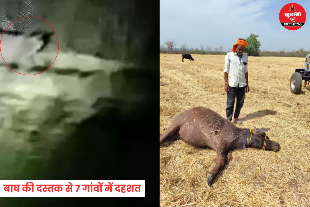 बाघ की दस्तक से 7 गांवों में दहशत